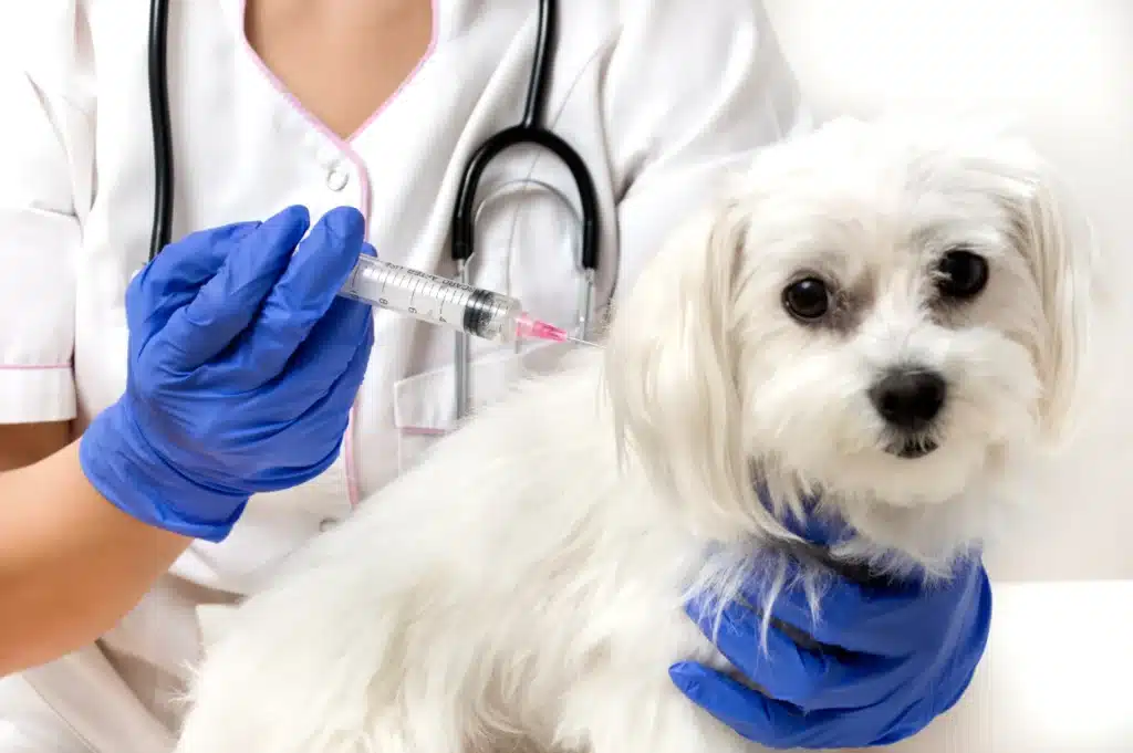 When to Seek Medical Care After an Animal Bite for Rabies Prevention