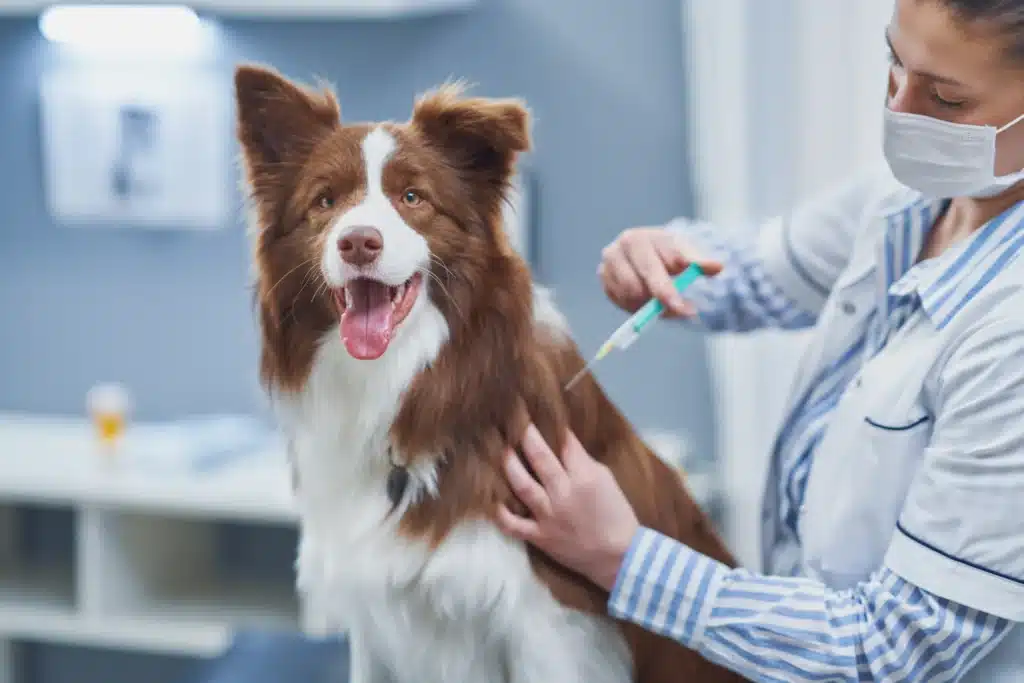 Anti-Rabies Vaccine for Dogs & Humans: After Animal Bite Care